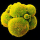 Illustration for article titled Journal Defends Its Publication Of Controversial Human Embryo Study